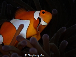 Clown Fish🧡 by Stepheny Go 